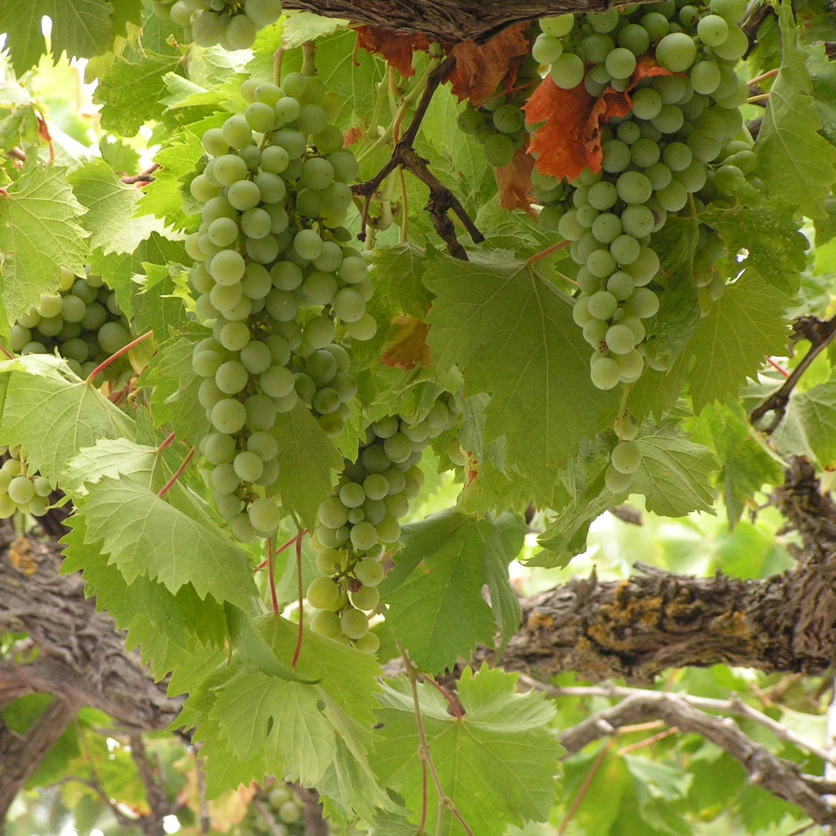 The Seven Species: Grapes — Consciously Kosher